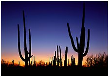 Saguaro  National Park, Arizona.  ( )
