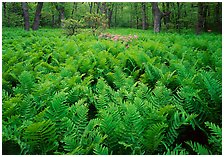 Shenandoah National Park, Virginia.  ( )