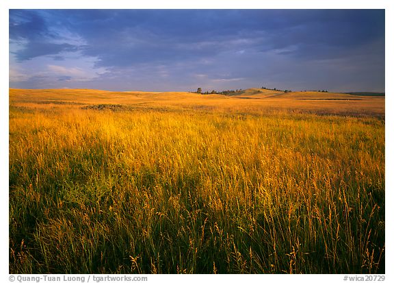 Bison Flats,  Wind Cave  National Park, South Dakota.  ()