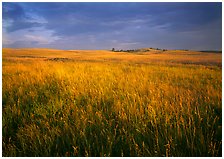 Bison Flats,  Wind Cave  National Park, South Dakota.  ( )