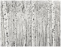 Aspen Grove, Colorado, 1986.  ( )