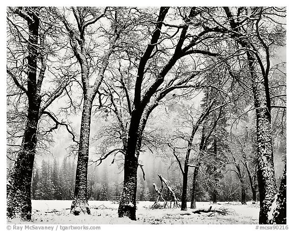 Walking Trees, El Capitan Meadow, Yosemite Valley, 1983.  ()