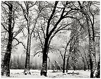 Walking Trees, El Capitan Meadow, Yosemite Valley, 1983.  ( )