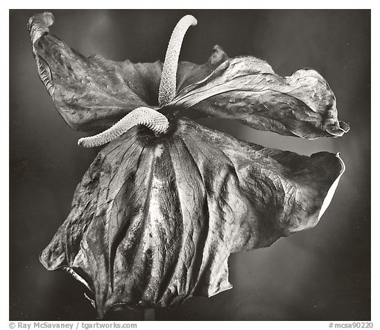 Dried Anthuriums, 2005.  ()