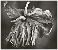 Dried Anthuriums, 2005.  ( )