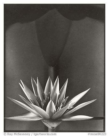 Water Lily, 2002.  ()