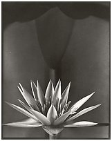 Water Lily, 2002.  ( )