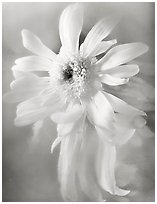 Chrysanthemum with Soft Reflection, 2003.  ( )