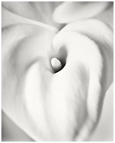 White Calla Lily against Mylar, 2002.  ( )