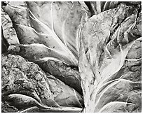 Brussel Sprout Leaves, 1979.  ( )