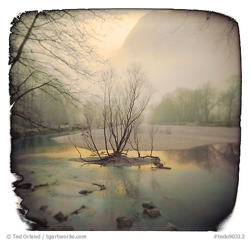 Tree, Merced River, Winter, Yosemite Valley, 2000.  ()