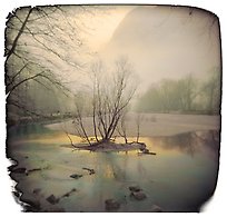 Tree, Merced River, Winter, Yosemite Valley, 2000.  ( )