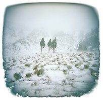 Three Trees in Blizzard, Sierra Nevada Range, 2004.  ( )