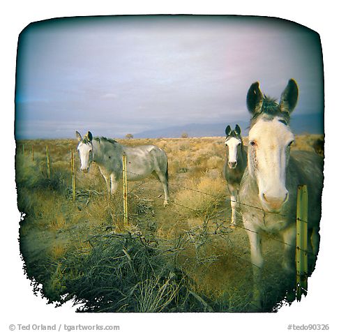 Local Residents, Owens Valley, 2004.  ()