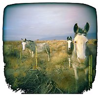 Local Residents, Owens Valley, 2004.  ( )