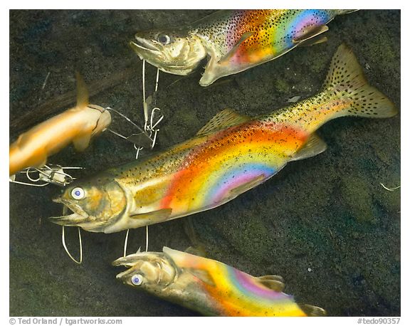 Rainbow Trout, 1990.  ()