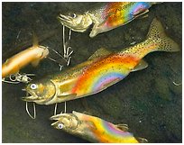 Rainbow Trout, 1990.  ( )