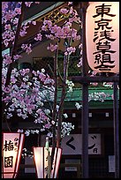 Lanterns and cherry blossoms on Nakamise-dori, Asakusa. Tokyo, Japan