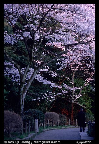 Tetsugaku-no-Michi (Path of Philosophy), a walkway lined up with cherry blossoms. Kyoto, Japan (color)