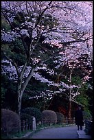 Tetsugaku-no-Michi (Path of Philosophy), a walkway lined up with cherry blossoms. Kyoto, Japan