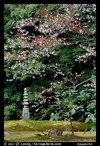 Garden with trees and mosses on the grounds of the Kinkaku-ji Temple. Kyoto, Japan (color)