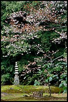 Garden with trees and mosses on the grounds of the Kinkaku-ji Temple. Kyoto, Japan ( color)