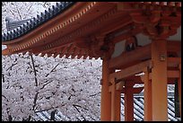 Cherry tree in bloom and temple roof. Kyoto, Japan