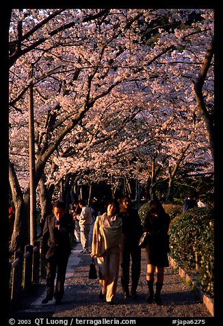 Strollers follow the Tetsugaku-no-Michi (Path of Philosophy), a traffic-free route. Kyoto, Japan