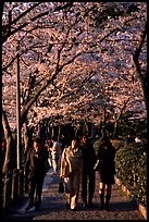 Strollers follow the Tetsugaku-no-Michi (Path of Philosophy), a traffic-free route. Kyoto, Japan ( color)