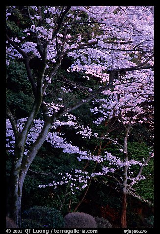 Cherry trees along the Tetsugaku-no-Michi (Path of Philosophy) at dusk. Kyoto, Japan