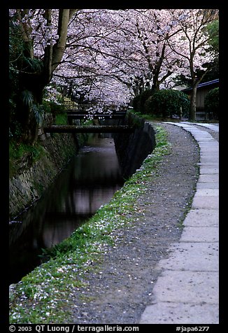 Tetsugaku-no-Michi (Path of Philosophy), a route beside a canal lined with cherry trees. Kyoto, Japan (color)