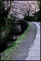 Tetsugaku-no-Michi (Path of Philosophy), a route beside a canal lined with cherry trees. Kyoto, Japan