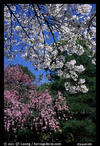 Sakura flowers: branch of white and red blossoms. Kyoto, Japan (color)