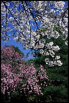 Sakura flowers: branch of white and red blossoms. Kyoto, Japan