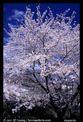 Sakura: flowering cherry tree. Kyoto, Japan