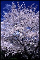 Sakura: flowering cherry tree. Kyoto, Japan (color)