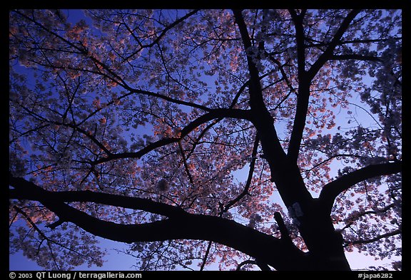 Cherry tree blossoming at sunset. Kyoto, Japan