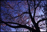 Cherry tree blossoming at sunset. Kyoto, Japan (color)