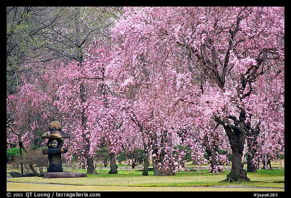 Pink Cherry trees on temple grounds. Kyoto, Japan (color)