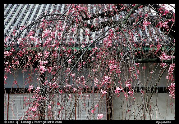 Temple walls and cherry tree in bloom. Kyoto, Japan (color)