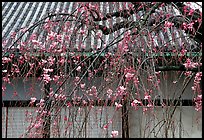 Temple walls and cherry tree in bloom. Kyoto, Japan (color)