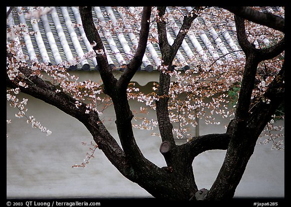 Trunk of cherry tree and temple wall. Kyoto, Japan (color)