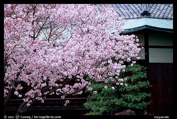 Sakura cherry blossoms and temple detail. Kyoto, Japan