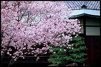 Sakura cherry blossoms and temple detail. Kyoto, Japan