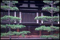 Pines and wooden walls, Sanjusangen-do Temple. Kyoto, Japan (color)