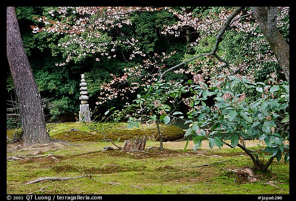 Garden with trees and mosses on the grounds of the Kinkaku-ji Temple. Kyoto, Japan