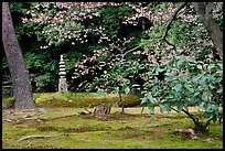 Garden with trees and mosses on the grounds of the Kinkaku-ji Temple. Kyoto, Japan