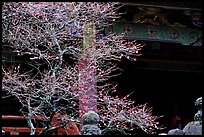 Delicate cherry tree and temple. Nikko, Japan (color)