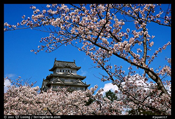 Branch with cherry flowers and castle. Himeji, Japan