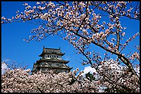 Branch with cherry flowers and castle. Himeji, Japan